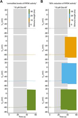 Control of Neuronal Excitability by Cell Surface Receptor Density and Phosphoinositide Metabolism